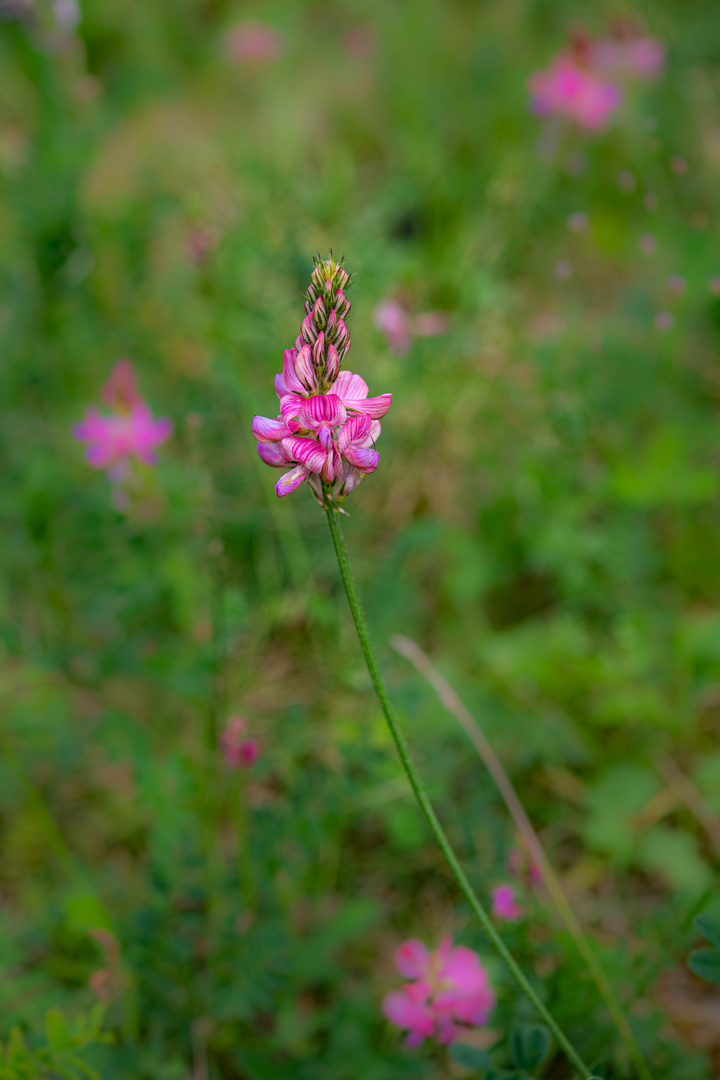 Pyramidal Orchid (Rheinschlucht)