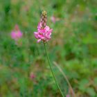 Pyramidal Orchid (Rheinschlucht)