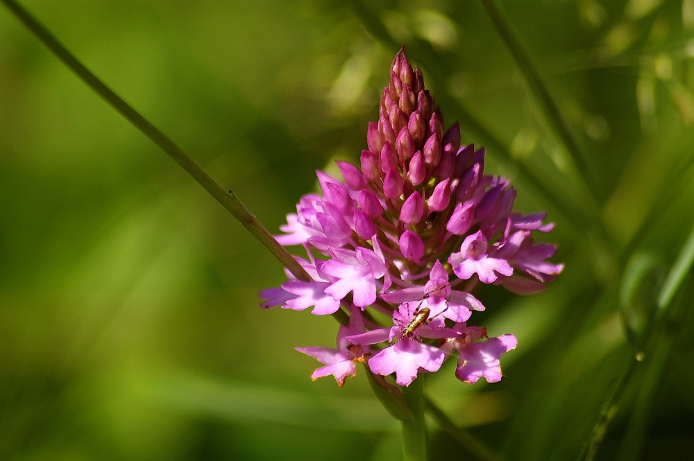 Pyramidalis