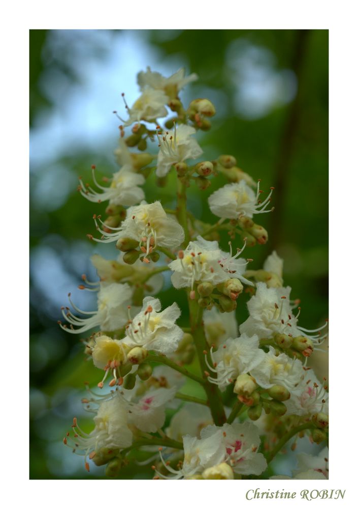 Pyramide florale