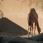 Pyramide im Zoo