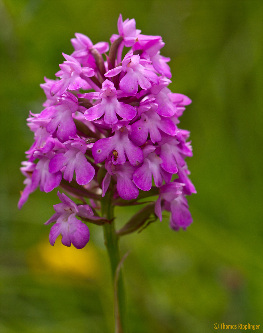 PyramidenHundswurz.... Foto & Bild pflanzen, pilze & flechten