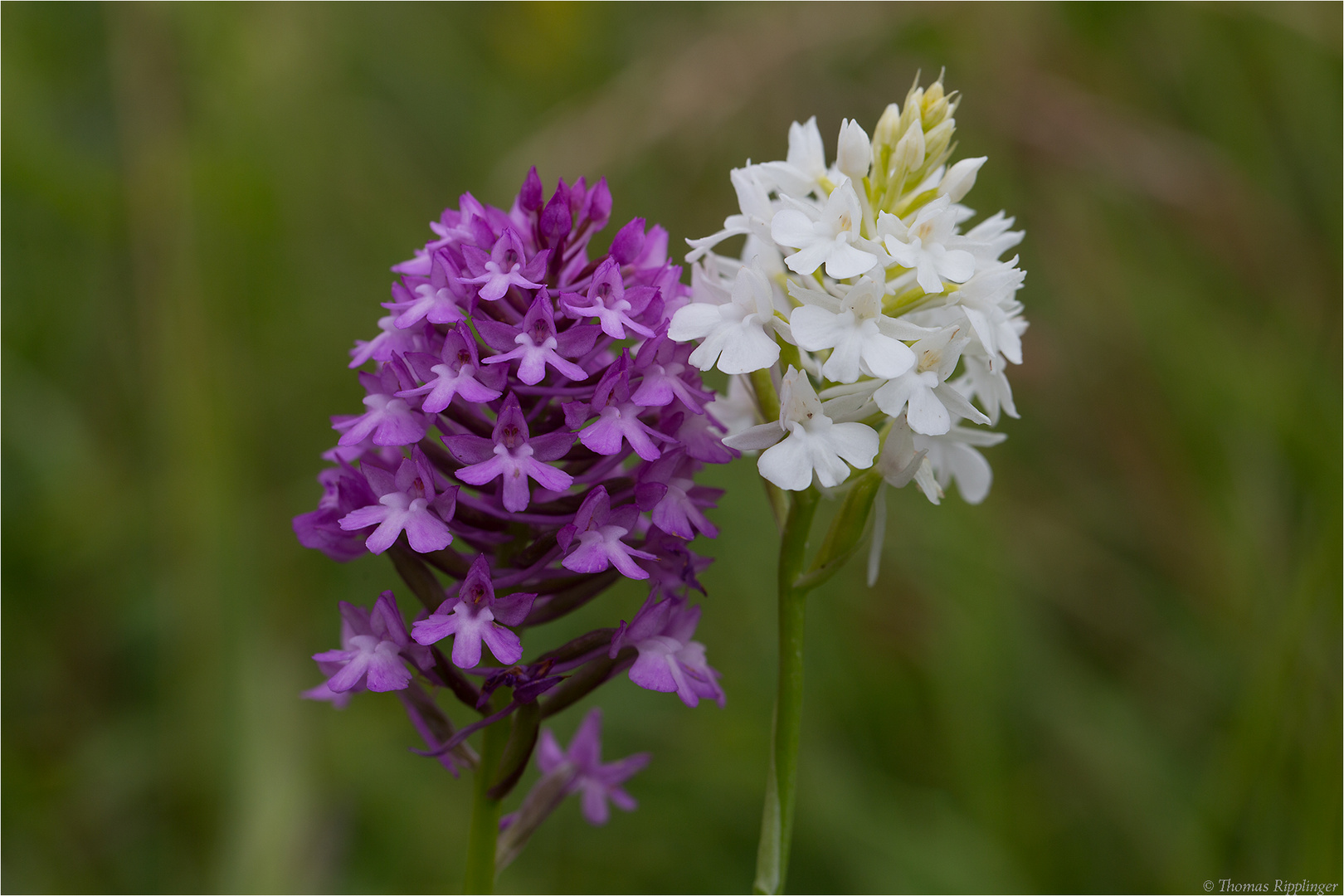 Pyramiden-Hundswurz (Anacamptis pyramidalis) -