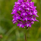 Pyramiden-Hundswurz (Anacamptis pyramidalis) ....-