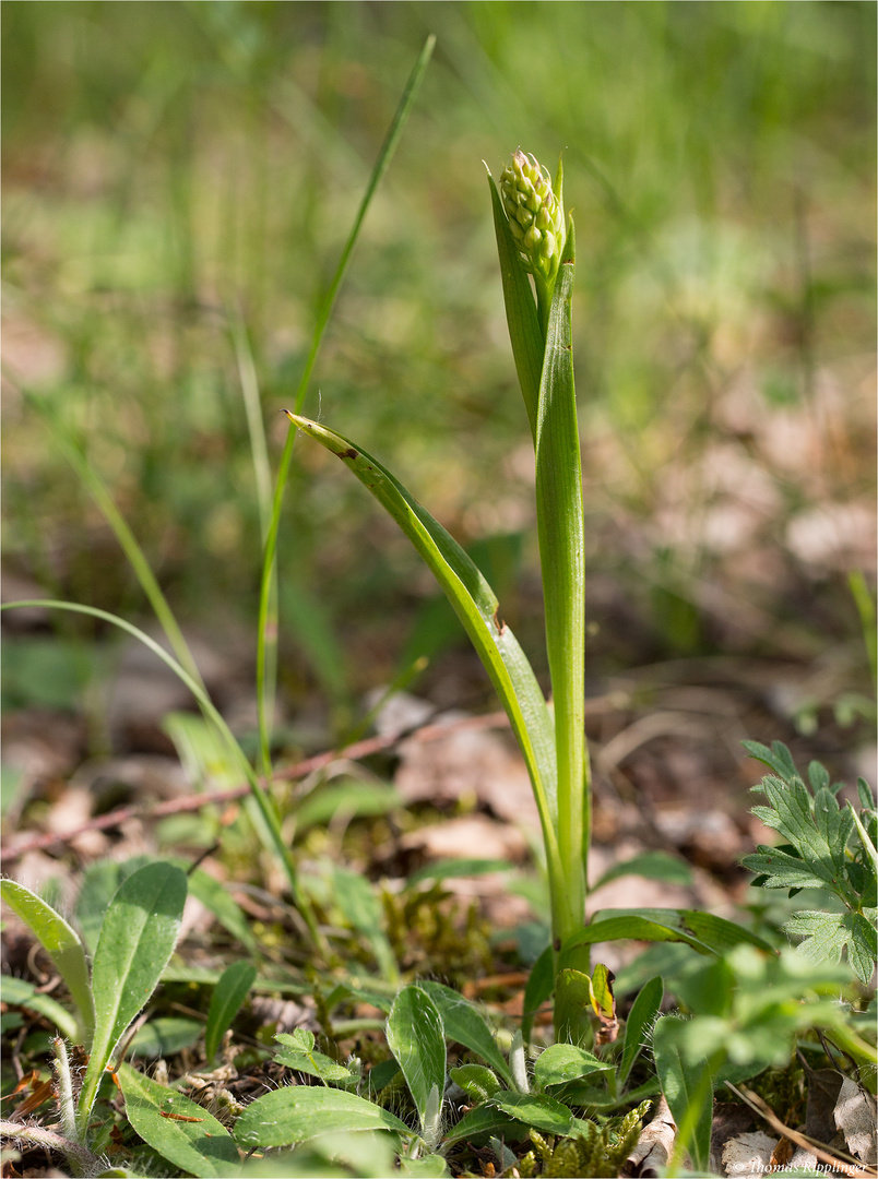 Pyramiden-Hundswurz (Anacamptis pyramidalis) . .