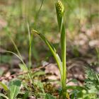 Pyramiden-Hundswurz (Anacamptis pyramidalis) . .