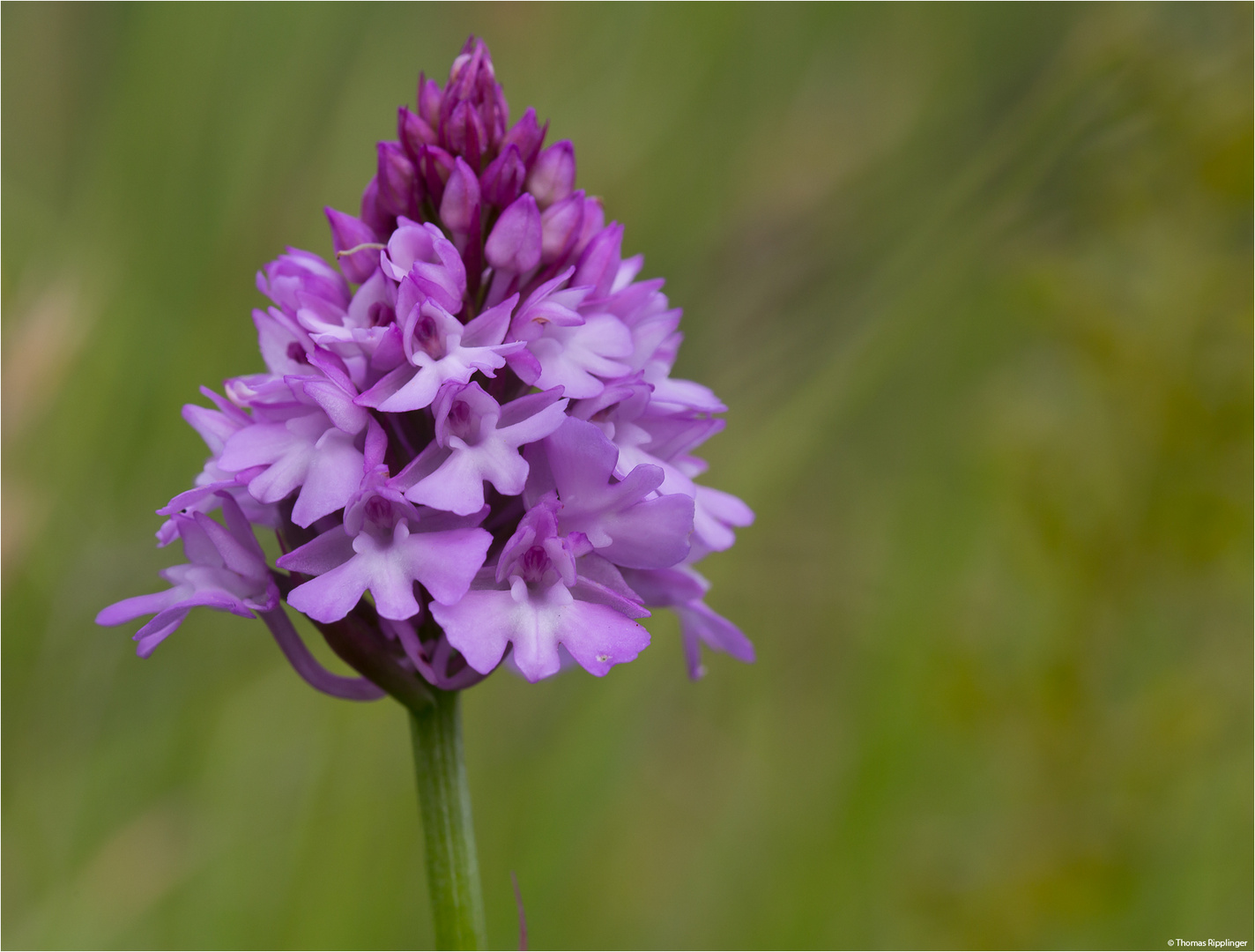 Pyramiden-Hundswurz (Anacamptis pyramidalis)........