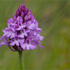 Pyramiden-Hundswurz (Anacamptis pyramidalis)........