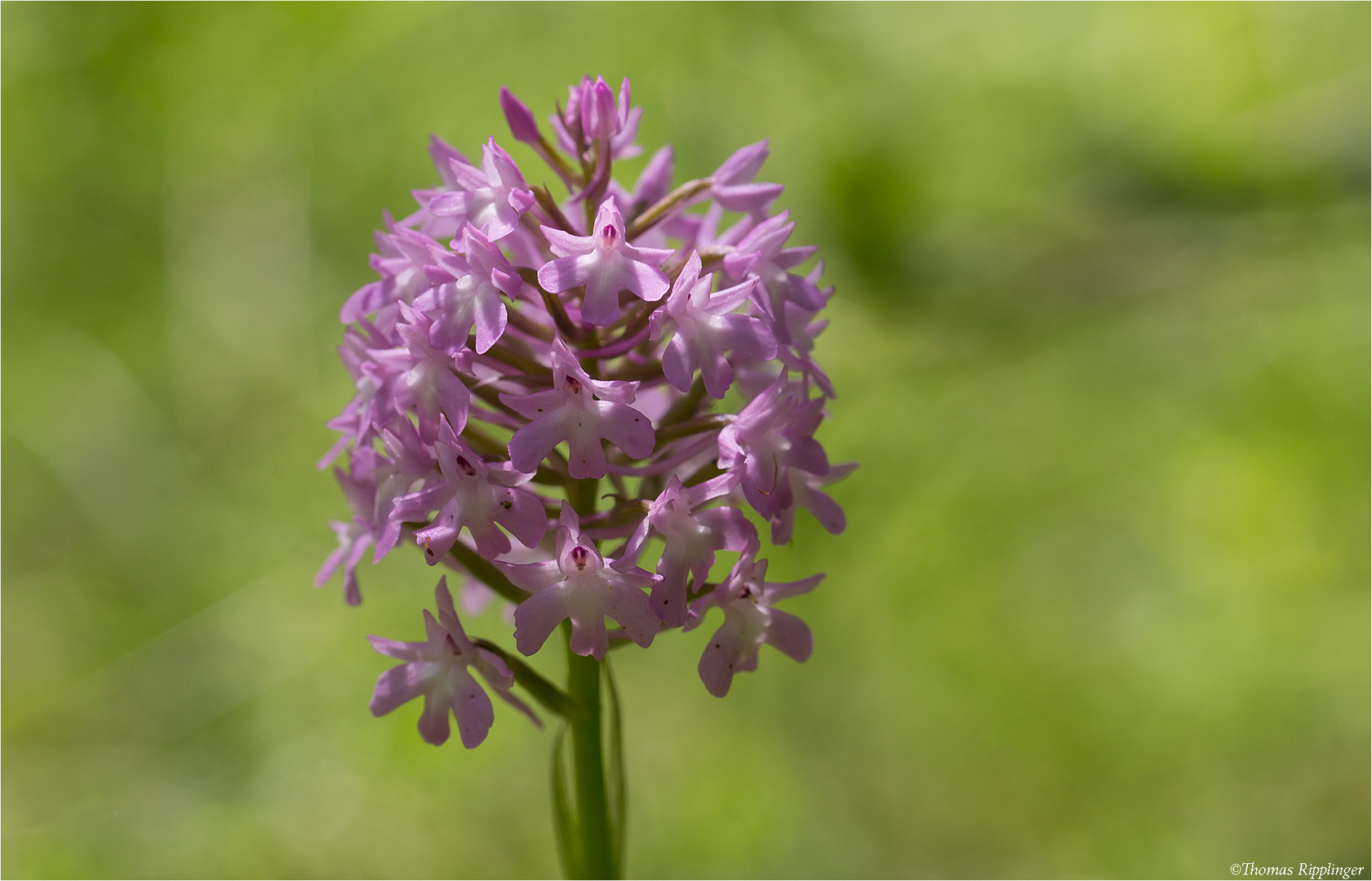 Pyramiden-Hundswurz (Anacamptis pyramidalis).