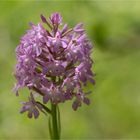 Pyramiden-Hundswurz (Anacamptis pyramidalis).