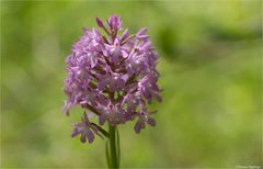 Pyramiden-Hundswurz (Anacamptis pyramidalis).