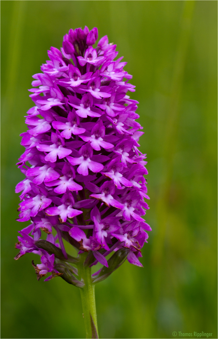 Pyramiden-Hundswurz (Anacamptis pyramidalis) .