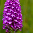 Pyramiden-Hundswurz (Anacamptis pyramidalis) .