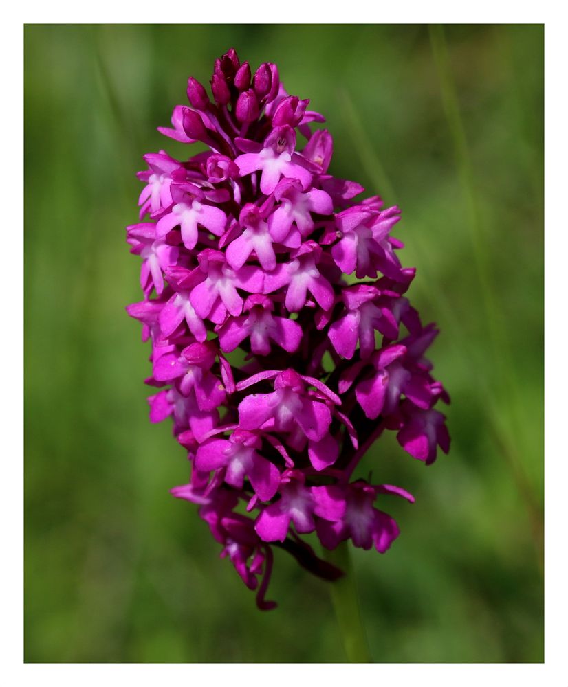 PyramidenHundswurz (Anacamptis pyramidalis). Foto & Bild makro