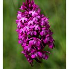 Pyramiden-Hundswurz (Anacamptis pyramidalis). 