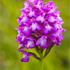 Pyramiden-Hundswurz (Anacamptis pyramidalis) .