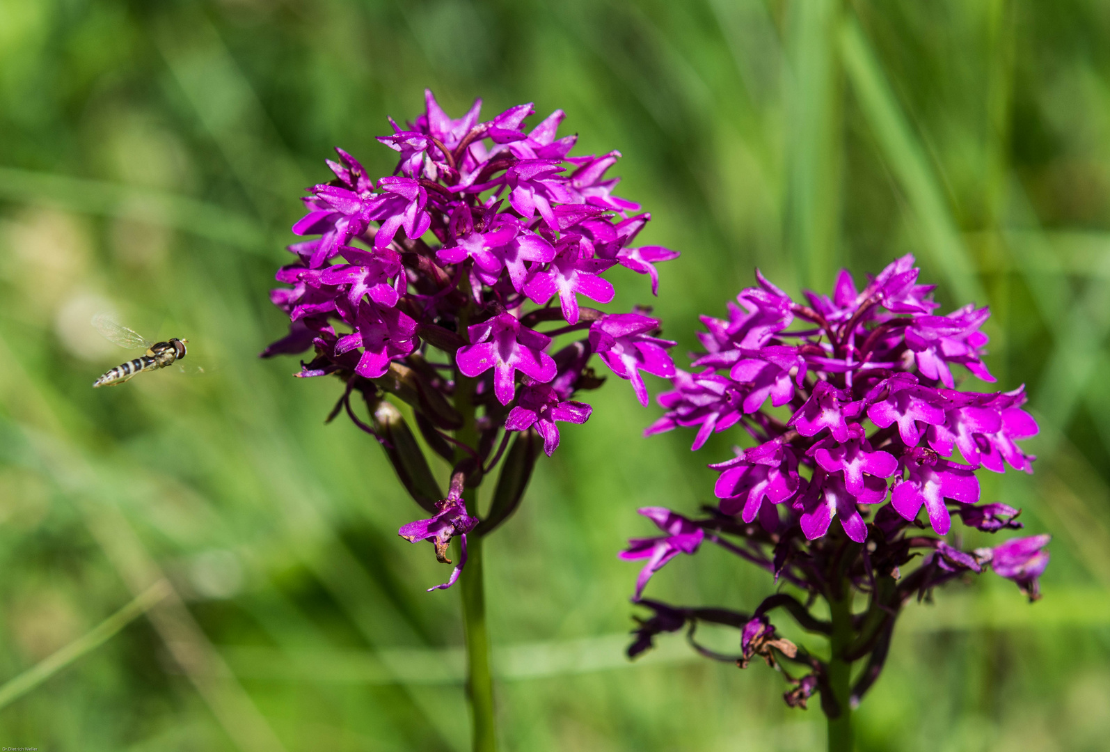 Pyramiden-Hundswurz (Anacamptis pyramidalis)