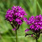 Pyramiden-Hundswurz (Anacamptis pyramidalis)