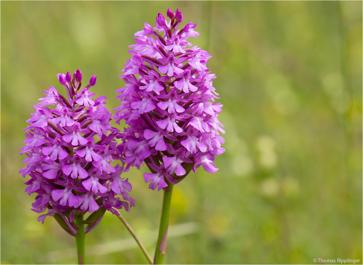 Pyramiden-Hundswurz (Anacamptis pyramidalis) .