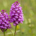 Pyramiden-Hundswurz (Anacamptis pyramidalis) .