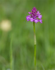 Pyramiden-Hundswurz (Anacamptis pyramidalis) 55