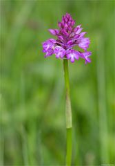 Pyramiden-Hundswurz (Anacamptis pyramidalis) 58