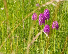 Pyramiden-Hundswurz (Anacamptis pyramidalis)