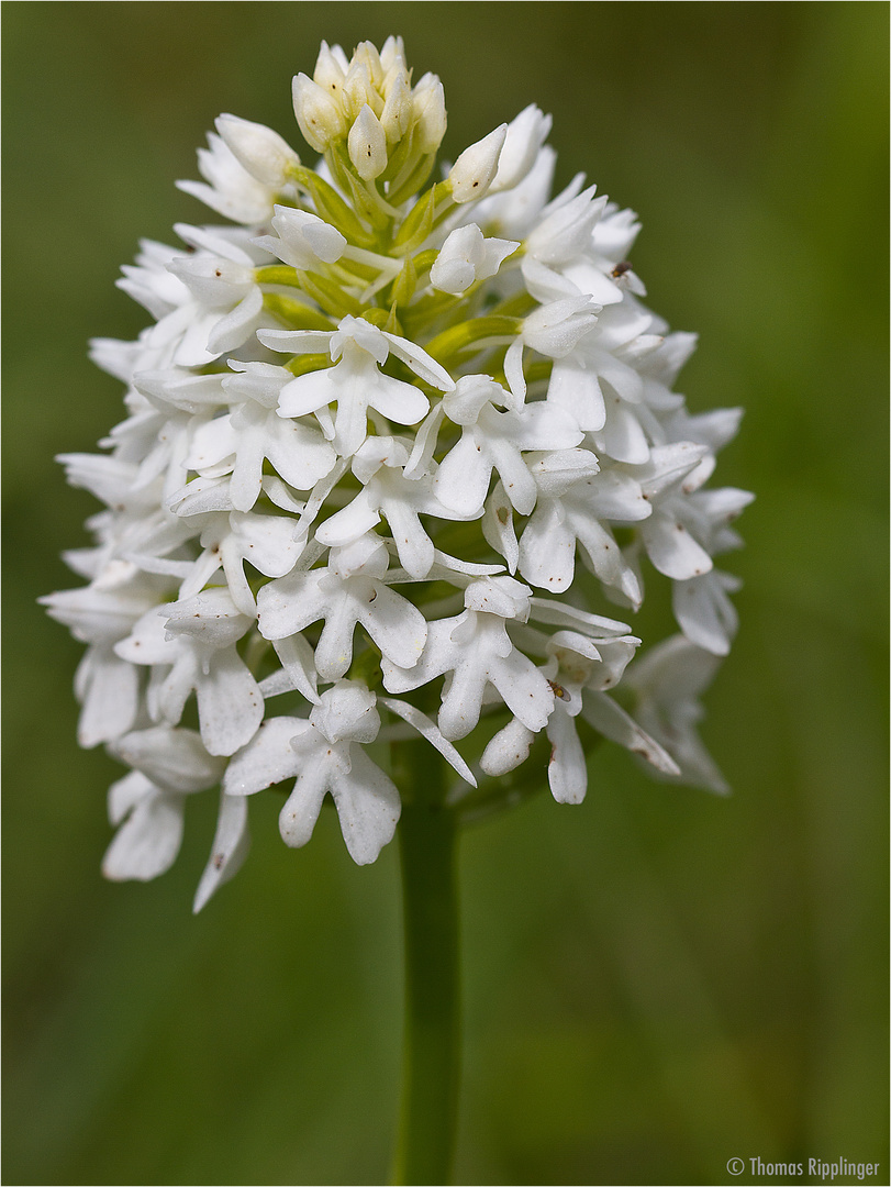 Pyramiden-Hundswurz (Anacamptis pyramidalis)