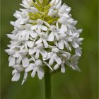 Pyramiden-Hundswurz (Anacamptis pyramidalis)