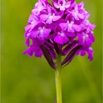 Pyramiden-Hundswurz (Anacamptis pyramidalis)