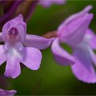 Pyramiden-Hundswurz (Anacamptis pyramidalis).