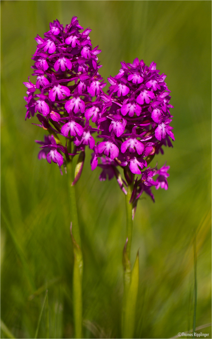 Pyramiden-Hundswurz (Anacamptis pyramidalis).....