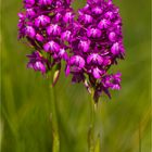 Pyramiden-Hundswurz (Anacamptis pyramidalis).....