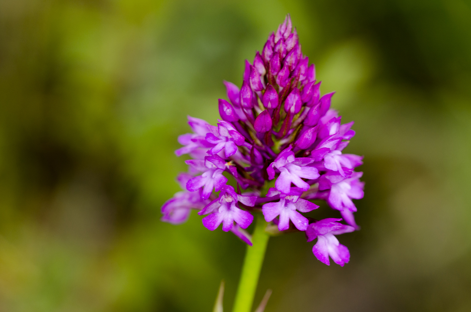 Pyramiden-Hundswurz (Anacamptis pyramidalis)