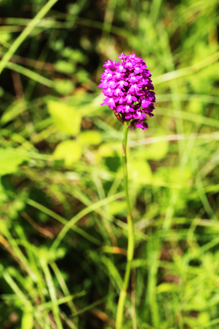 Pyramiden Hundswurz (Anacamptis pyramidalis)