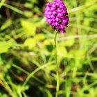 Pyramiden Hundswurz (Anacamptis pyramidalis)