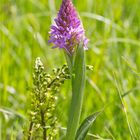 Pyramiden-Hundswurz (Anacamptis pyramidalis) 8240