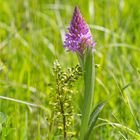 Pyramiden-Hundswurz (Anacamptis pyramidalis) 8241