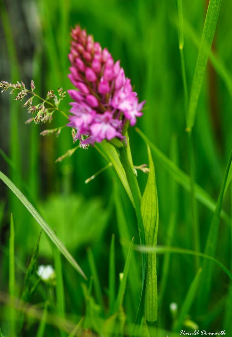 Pyramiden Hundswurz (Anacamptis pyramidalis) 