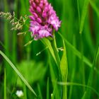 Pyramiden Hundswurz (Anacamptis pyramidalis) 