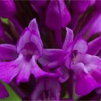 Pyramiden-Hundswurz ( Anacamptis pyramidalis)..