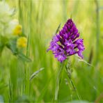 Pyramiden-Hundswurz ( Anacamptis pyramidalis)