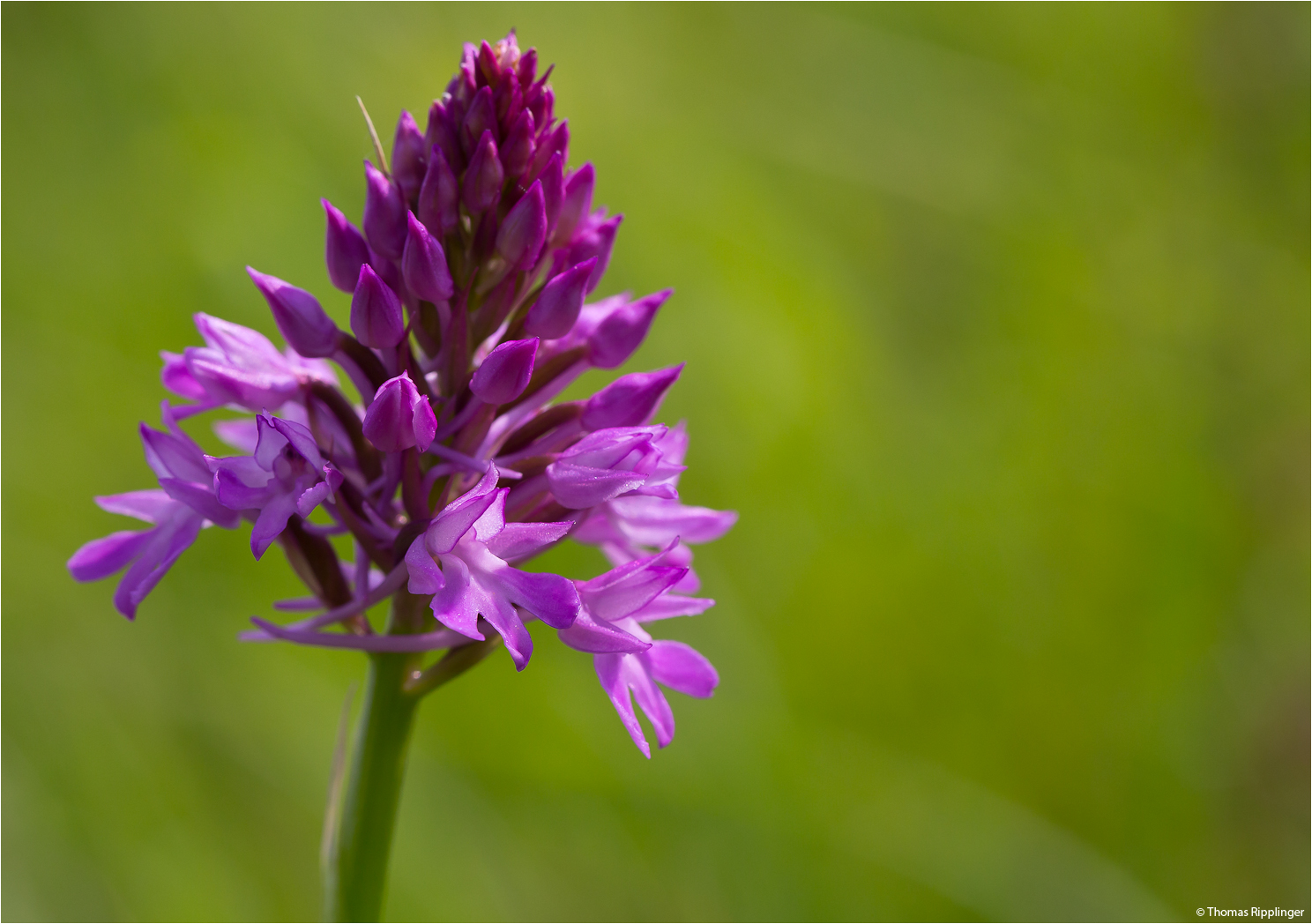 Pyramiden-Hundswurz (Anacamptis pyramidalis)