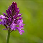 Pyramiden-Hundswurz (Anacamptis pyramidalis)