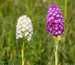 Pyramiden-Hundswurz (Anacamptis pyramidalis) ..