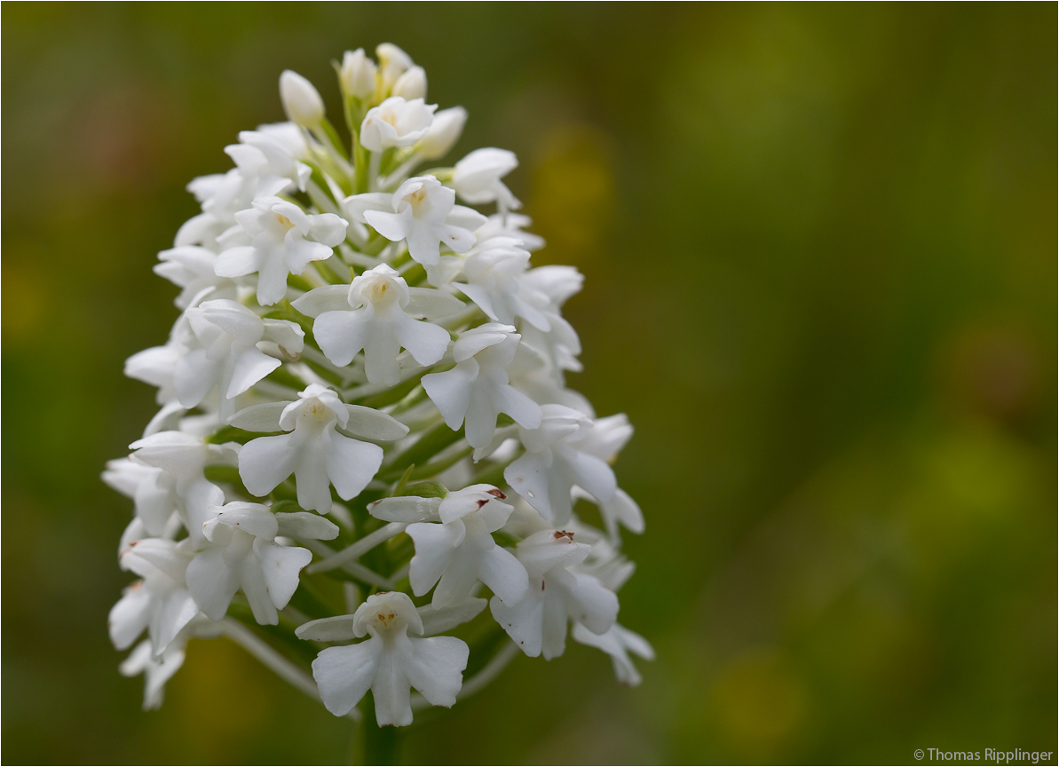 Pyramiden-Hundswurz (Anacamptis pyramidalis)