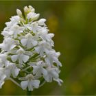 Pyramiden-Hundswurz (Anacamptis pyramidalis)