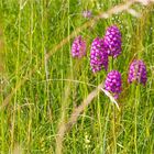 Pyramiden-Hundswurz (Anacamptis pyramidalis)