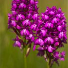 Pyramiden-Hundswurz (Anacamptis pyramidalis)