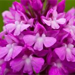 Pyramiden-Hundswurz (Anacamptis pyramidalis).